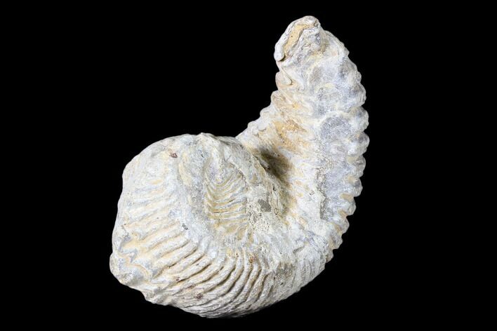 Cretaceous Fossil Oyster (Rastellum) - Madagascar #88489